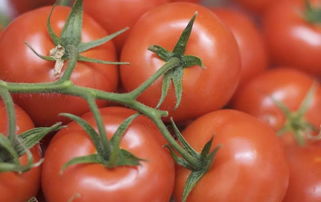 2019年上半年国家农产品质量安全风险监测 初加工食用农产品质量安全水平稳步提升