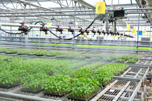 延庆区现代化育苗工厂 科技赋能农业，保障农产品稳定供应