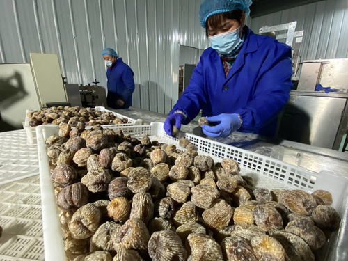陕西大荔农产品深加工 华丽转身，身价倍增，20多个新品种走红春节市场