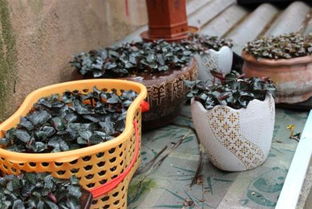 金线莲不适宜人群及食用农产品初加工注意事项